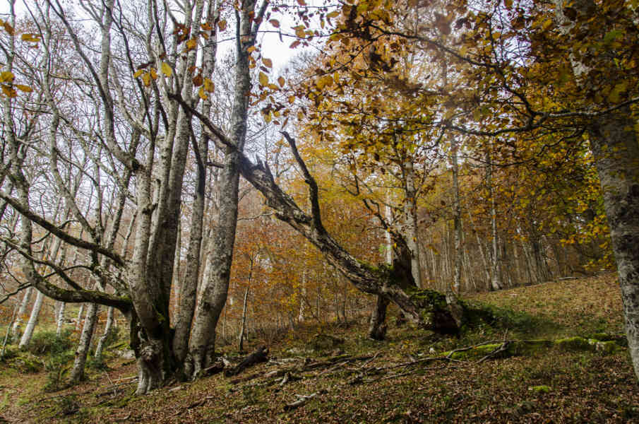 Comunidad Foral de Navarra 056 - Selva de Irati.jpg